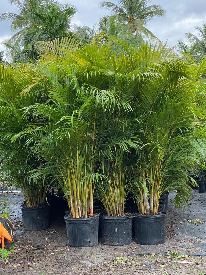 Areca Palm privacy screen