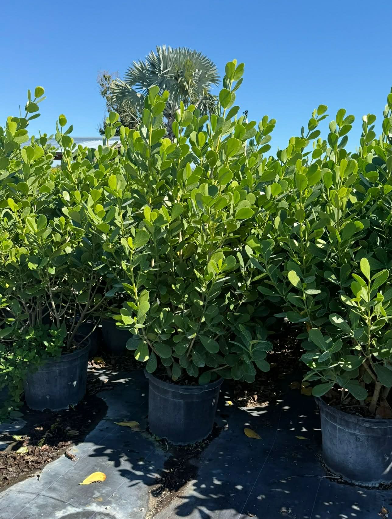 Clusia Rosea privacy hedge plant