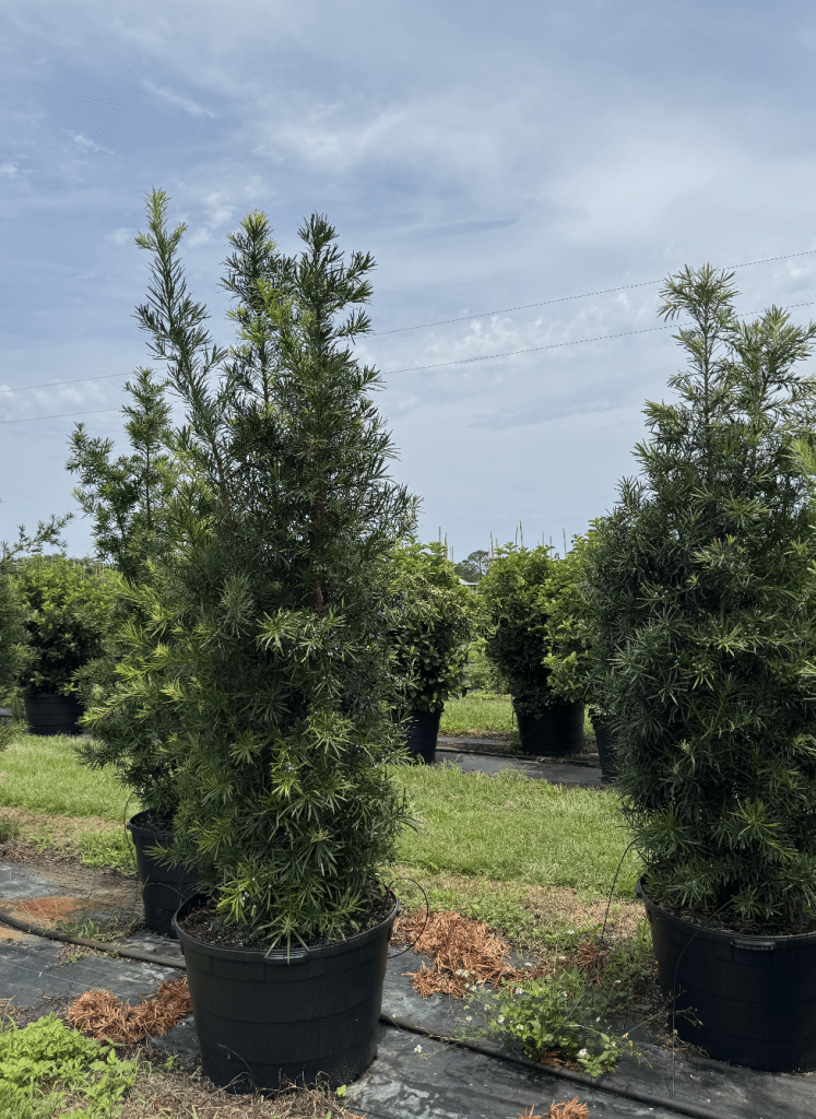 Podocarpus privacy hedge plant